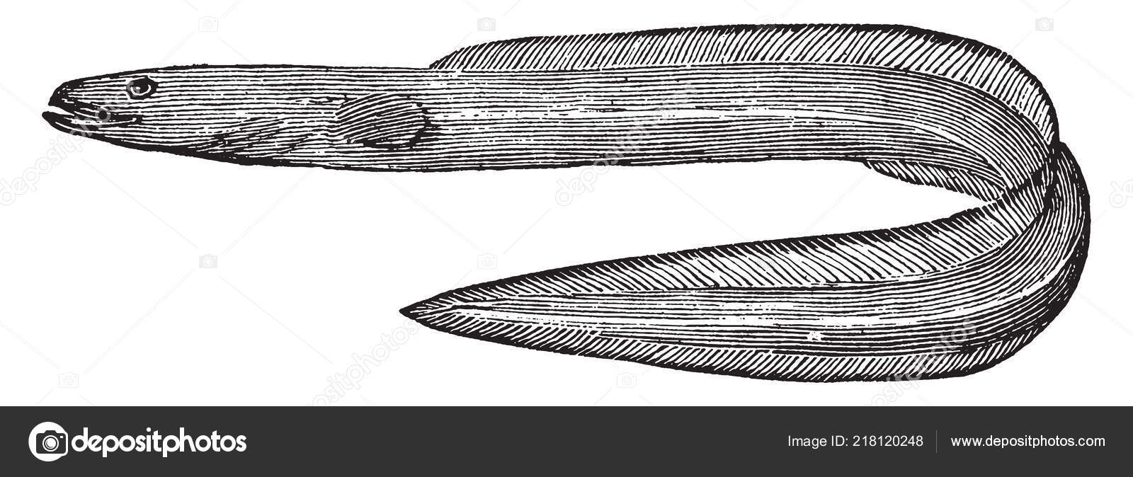 미터까지 무게가 100 파운드 빈티지 스톡 벡터 - ©Morphart 218120248