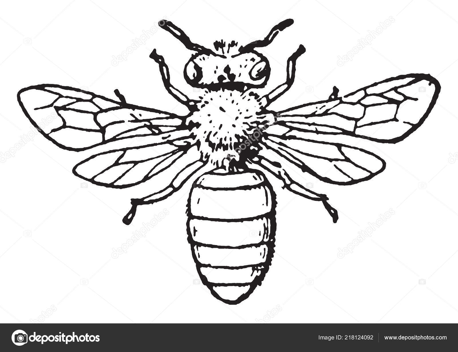Engraving Illustration Of Honey Bee Stock Illustration - Download