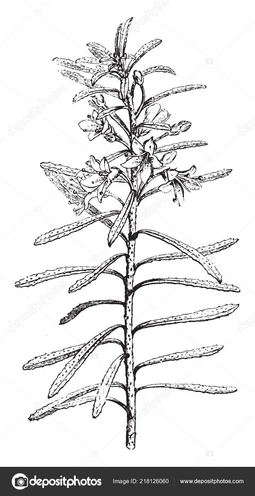 Esta Planta Conoce Comúnmente Como Boobialla Rastrera Contiene Flores  Blancas Vector de stock #218126060 de ©Morphart, image size:875x1700