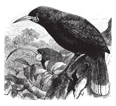 Huia Yeni Zelanda wattlebird ve endemik North Island, Yeni Zelanda, vintage çizgi çizme veya oyma illüstrasyon soyu tükenmiş bir türü olduğunu.