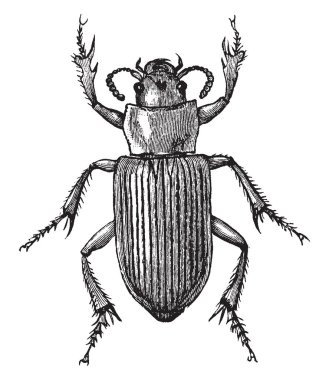 Caraboid sol çene diğer, vintage çizgi çizme uzun olması veya illüstrasyon oyma böceği.