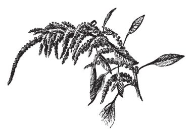 Resim Amaranthus uzunkuyruk bitkiler gösterir. Sarkık sivri asılı bir koyu pembe renk çiçektir. Birçok yerinde yenilebilir, sık sık bir Hindistan, Lies Bleeding Love, vintage çizgi çizme veya oyma illüstrasyon adı verilen besin kaynağı olarak kullanılır.