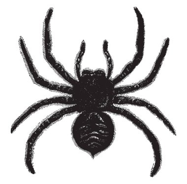Tarantula büyük ve sık sık kıllı arachnids örümcekler, vintage çizgi çizme veya oyma illüstrasyon Theraphosidae ailesine ait bir grup oluşturan.