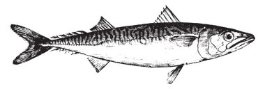 Dikenli ışınları, vintage çizgi çizme veya oyma illüstrasyon uskumru.