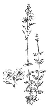 Diascia Barberae, genel olarak twinspur denilen bir resim gösteriyor. Çiçekler sarı boğaz noktalar ile pembe ve özgürce yaz, vintage çizgi çizme veya oyma çizim çiçek.