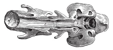 Nöral kanal boşluğuna veya spinal kord, vintage çizgi çizme veya oyma illüstrasyon merkezi kanal oluşturan boşluklar omurgalı bir embriyo içinde sistemi olduğunu.