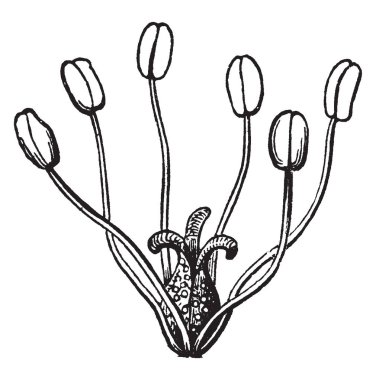 Resim Saururus bitki çiçek parçası gösterir. Bu yaygın kertenkele kuyruğu ya da su-dragon denilen. İpuçları, vintage çizgi çizme veya oyma illüstrasyon sarkıt ince, konik, spike gibi racemes minik kokulu beyaz çiçekler paketlenmiş.