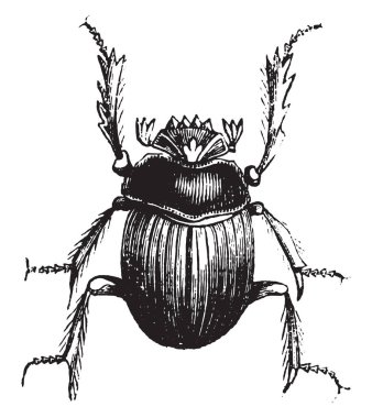 Böceği (ya da ateist Mısırlılar), vintage illüstrasyon kazınmış. Doğal Tarih hayvanların, 1880