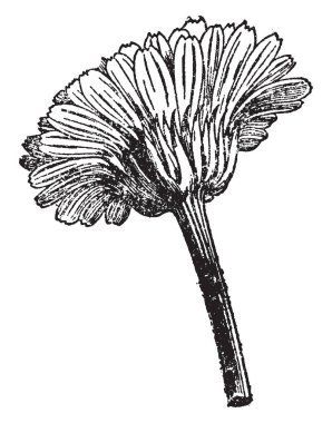 Kadife çiçeği çiçek tepeden gösteren resim. Cins anavatanı Kuzey ve Güney Amerika, ama bazı türler dünya, vintage çizgi çizme veya oyma illüstrasyon etrafında vatandaşlığa haline.