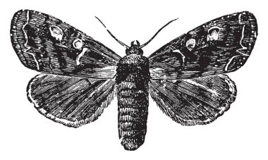 Ceset kalın nerede potherb güve ve çizim veya illüstrasyon oyma ağır, vintage çizgi.