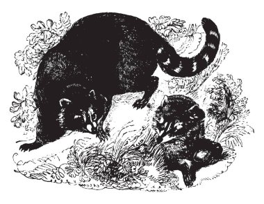 Yengeç yiyen rakun yaklaşık yirmi altı santim uzunluğunda, vintage çizgi çizme veya oyma illüstrasyon olduğunu.