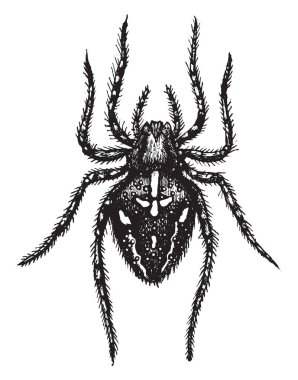 Çapraz örümcek çok yaygın ve bilinen orb weaver örümcek Batı Avrupa, vintage çizgi çizme veya oyma illüstrasyon olduğunu.
