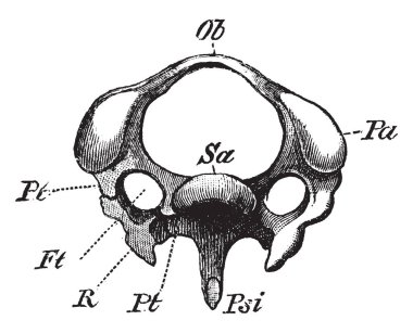 Bir üçüncü servikal omur ağaçkakan, vintage çizgi çizme veya oyma illüstrasyon diyagramı.