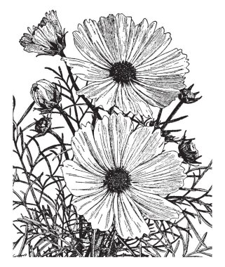 Evren Bipinnatus yıllık bir çiçek, bitki yüksekliği 2-4 feet; çiçekleri beyaz, pembe ve mor; yapraklarını ustaca yakından segmentleri kesilir, vintage hat çizim veya gravür illüstrasyon.