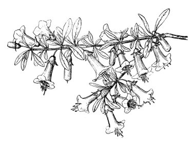 bitki görüntü. Vektör çizim