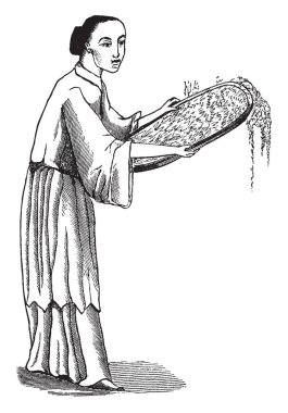 Bu resimde harmanlayarak çay yaprakları, vintage çizgi çizme veya oyma illüstrasyon yordamı temsil eder..