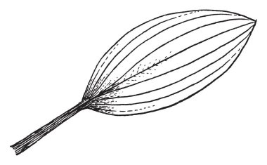 Bu resmi bir yaprak gösteriyor. Bu küçük yaprak yaprak şeklinde oval vardır. Yaprak yüzeyinde çizgiler vardır. Sapı ince ve kısa, vintage satır çizim veya gravür illüstrasyon.