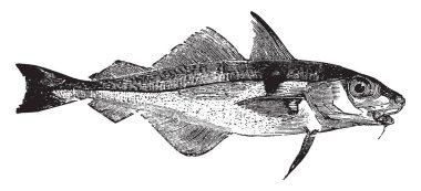 Mezgit balığı eti, vintage çizgi çizme veya oyma resimde çok değerli.