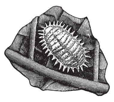 Mealy Bug of the Dactylopius destructor species, vintage line drawing or engraving illustration. clipart