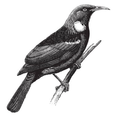 TUI, Yeni Zelanda, vintage çizgi çizme veya oyma illüstrasyon bir endemik kuş türüdür.