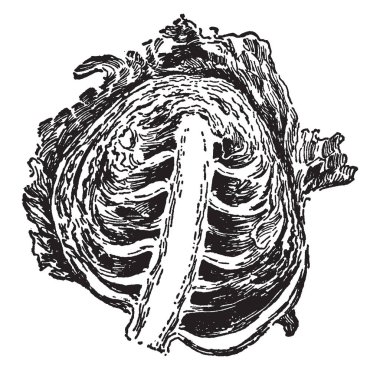 Bu lahana kafa ve kalınlaşmış rachis ve yaprak sapları da orada görüldü, vintage çizgi çizme veya oyma illüstrasyon bir kavşak görüntüdür.