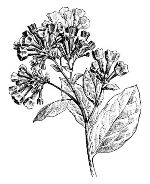 Birçok çiçek olan bir çiçek, twigs yaprakları büyük ve uzun, vintage satır çizim veya gravür illüstrasyon.