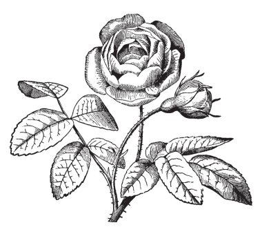 A picture is showing Flos Plenus. This is a double flower whose stamens, pistils or both are converted into petals, vintage line drawing or engraving illustration. clipart