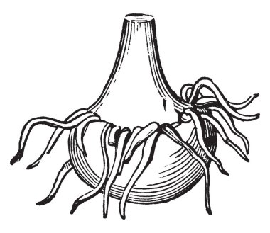 Bir kök, vintage çizgi çizme veya oyma illüstrasyon olarak Hint şalgam soğanların görüntü gösterir.