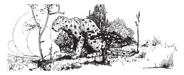 Bir leopar woods, vintage çizgi çizme veya oyma illüstrasyon