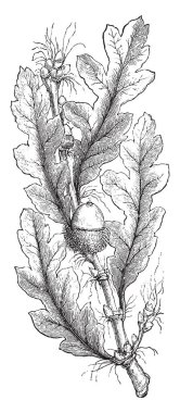 Bu çerçeve içinde bir alt dal meşe ağacı ve denilen Quercus Sarrice vardır. Quercus Sarrice farklı şeklinde bir Hint inciri ağacı ve meşe palamudu fındık, vintage çizgi çizme veya oyma illüstrasyon bir sürü vardır.