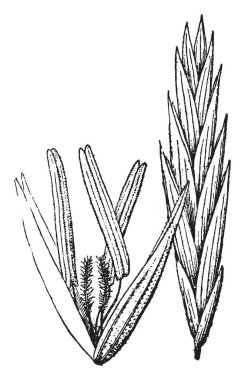 Bu büyük kamışı görüntüsüdür. 10'dan yüksek yaprakları 1-2 inç genişliğinde, vintage çizgi çizme veya oyma illüstrasyon ile 20 feet yetişir.