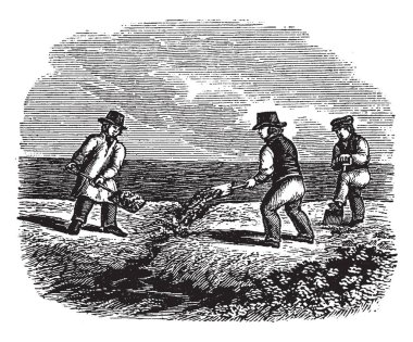 Deniz kıyısında, vintage çizgi çizme veya oyma illüstrasyon çalışmakta kürek ile üç adam