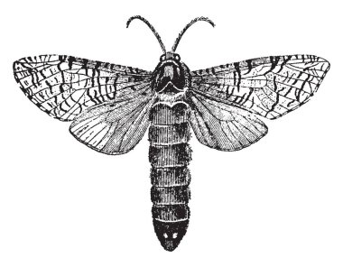 Birçok durumda ağız organları ile Bombycina kadar kullanımı, vintage çizgi çizme veya oyma illüstrasyon için elverişsiz olması körelmiş..