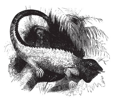 Ortak Iguana yeşil iguana olarak da bilinen Amerikan iguana ve bir büyük ağaç, vintage çizgi çizme veya oyma illüstrasyon.