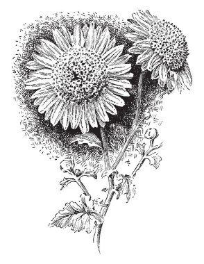 Görüntü Anemone Krizantem türü olarak da bilinen ponpon anemone gösterir. Onlar genellikle küçük boyutu vardır. 3 inç genişliğinde ve çoğunlukla sarı, vintage çizgi çizme veya oyma illüstrasyon çiçekler.