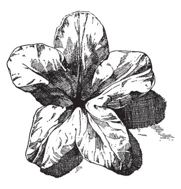 Alpine Rose bir süs tasarım, vintage çizgi çizme veya oyma illüstrasyon olarak kullanılır.