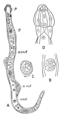 Dicyemennea Eledones bulunan böbrek ahtapot, vintage çizgi çizme veya oyma illüstrasyon bir solucandır.
