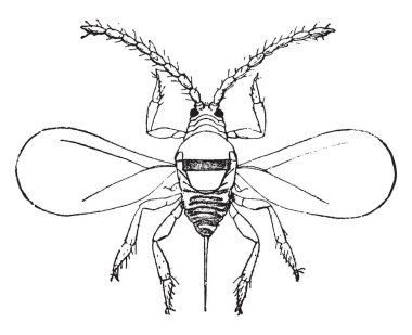 San Jose ölçek Diaspididae, vintage çizgi çizme veya oyma illüstrasyon ailesindeki hemipterous bir böcek olduğunu.