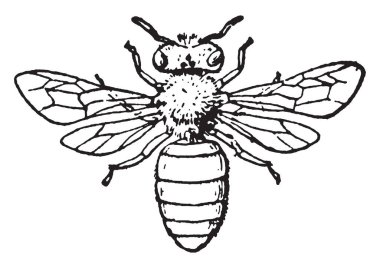 Avrupa kökenli, vintage çizgi çizme veya oyma illüstrasyon bal arısı olduğunu.