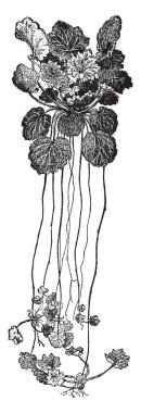 Saxafraga Sarmentosa en güzel çiçek bitkisidir. Beyaz ve gül renkli işaretleri yaprakları, vintage çizgi çizme veya oyma resimde görülmektedir.