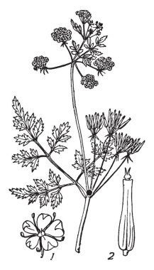 Frenk maydanozu bitki sezon hafif-aroma yemekleri, vintage çizgi çizme veya oyma illüstrasyon için kullanılmaktadır. 