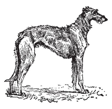 Deerhound büyük tazı, vintage çizgi çizme veya oyma illüstrasyon çeşidi.