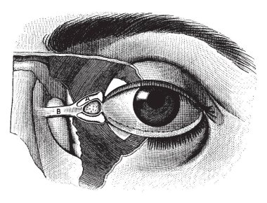 Bu resimde göz küresi, vintage çizgi çizme veya oyma illüstrasyon temsil eder..