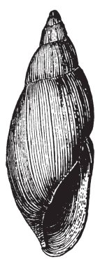 Pembe kurt salyangoz kara salyangoz, vintage çizgi çizme veya oyma illüstrasyon solunum hava Spiraxidae ailesinin yırtıcı bir salyangoz olduğunu.