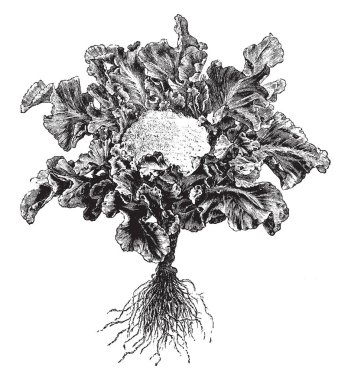 Brokoli lahana aile bitkidir. Vitamin K ve C, vintage çizgi çizme veya oyma illüstrasyon büyük bir kaynaktır.