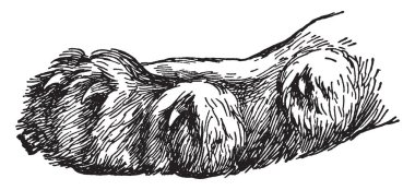 Aslan pençesi kaldırdı ve deri, vintage çizgi çizme veya oyma illüstrasyon kılıflı.