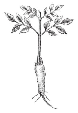 Bu illüstrasyon kök nerede iyi kökleri hisse senetleri, vintage çizgi çizme veya oyma örnek güvenlik altına alınması gereken aşılama temsil eder.