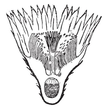 Bu Echinocactus çiçek görüntüsüdür ve için kullanıldığı balkon, verandalar ve terasların komik sarı dikenli granül, vintage çizgi çizme veya oyma illüstrasyon ile süsleyin.