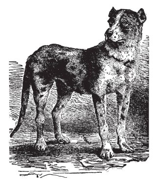 Danua büyük Alman dev boyutu, vintage çizgi çizme veya oyma illüstrasyon bilinen yerli köpek çeşidi.