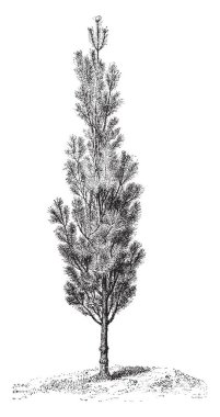 İskoç gibi bir sütun aynı şekilde yetişen çam bu. Yaprakları küçük içinde büyüklük. Şube büyüyor yukarı doğru yönü, vintage çizgi çizme veya oyma illüstrasyon.